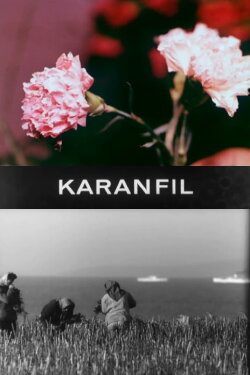 Carnation (1968)