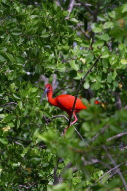 Caroni (2017)