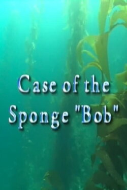 Case of the Sponge Case of the Sponge