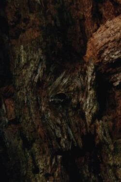 CASTOROCENE (2021)