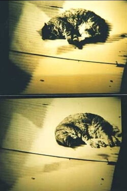 Cat (1998)