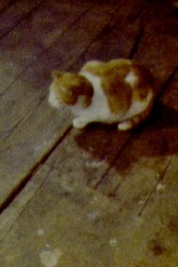 Cat (1979) Cat (1979)