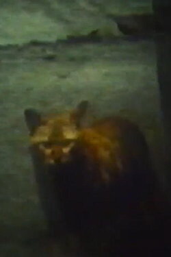 CAT (1985)