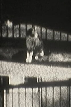 Cat Dream (2012)