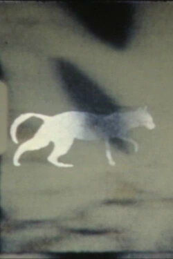cat-e-gory (1982)