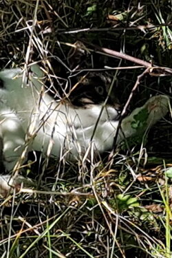 Cat in Ebeltoft (2024) Cat in Ebeltoft (2024)