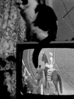 Cat on TV (1977) Cat on TV (1977)