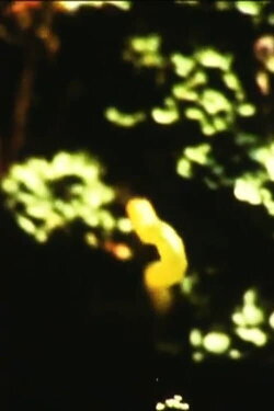 Caterpillar (1973)