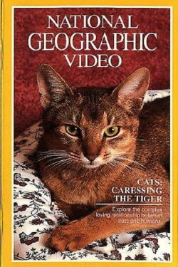 Cats: Caressing The Tiger (1991) Cats: Caressing The Tiger (1991)