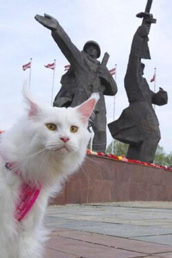 Cats in Riga (2015)