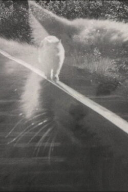 Catwalk (1972)