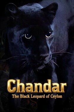Chandar, the Black Leopard of Ceylon (1972) Chandar, the Black Leopard of Ceylon (1972)
