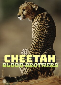Cheetah Blood Brothers (2007) Cheetah Blood Brothers (2007)