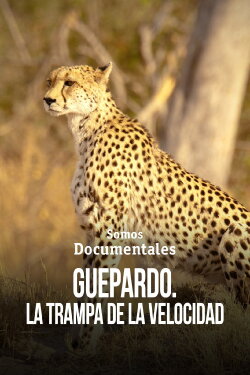 Cheetah – Speed Trap (2010)
