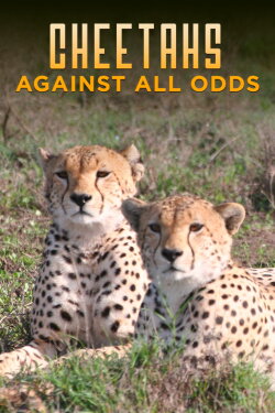 Cheetahs Against All Odds (2009) Cheetahs Against All Odds (2009)