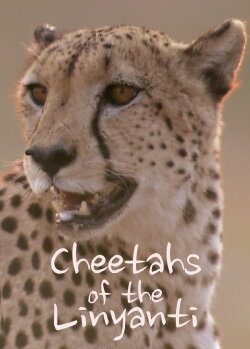 Cheetahs of the Linyanti (2022) Cheetahs of the Linyanti (2022)