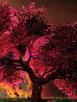 Cherry Blossom (2013)