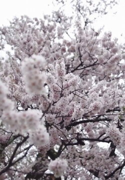 Cherry Blossom on My Palm (2018)
