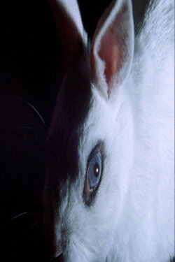 Cheshire Smile (2012) Cheshire Smile (2012)