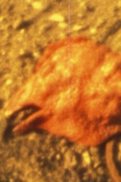 Chicken Head (1996)