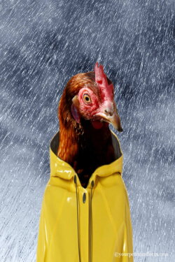 Chicken: The Private Life (2010)