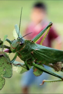 Children’s Game #9: Saltamontes (2011) Children’s Game #9: Saltamontes (2011)