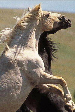 Cloud: Wild Stallion of the Rockies (2004)