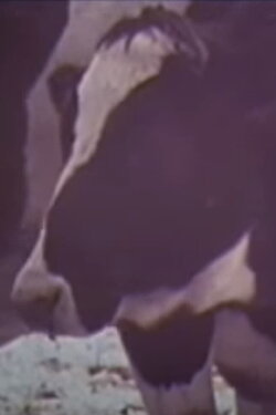 Cold Cows (1977) Cold Cows (1977)