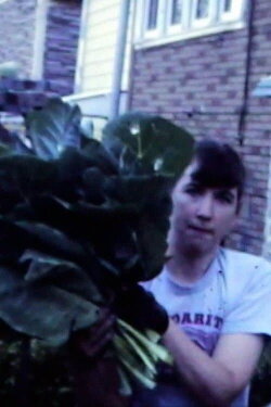 Collards Garden, 1985 (1985)