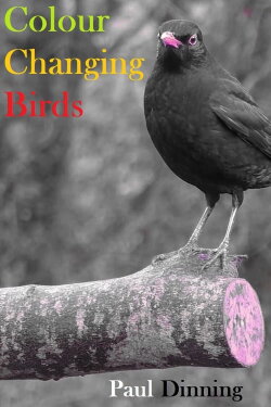 Colour Changing Birds (2023) Colour Changing Birds (2023)