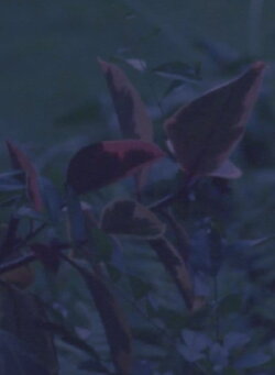 come wishes be horses (2016) come wishes be horses (2016)