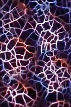 Compound Eye (2004) Compound Eye (2004)