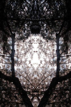 Concrescence (2017) Concrescence (2017)