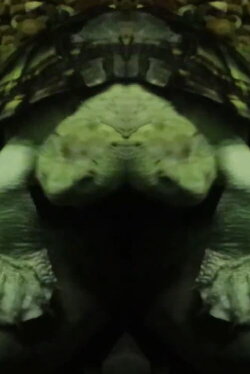 Concrete Jungle II - Tinnitus from Titans (2022)
