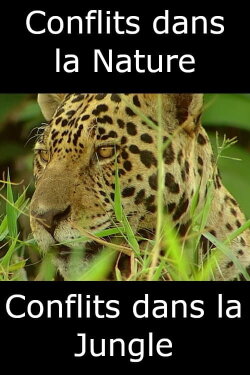 Conflits dans la Nature – Conflits dans la Jungle (2018) Conflits dans la Nature – Conflits dans la Jungle (2018)