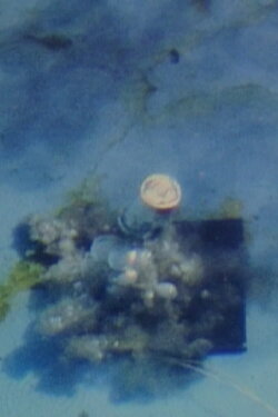 Contained Under Water (1980) Contained Under Water (1980)