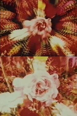 Contemplation of the Rose (1973) Contemplation of the Rose (1973)