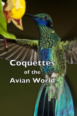 Coquettes of the Avian World (2023) Coquettes of the Avian World (2023)