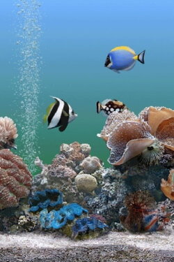 Coral Dreamscapes: An Exotic Aquarium (2000) Coral Dreamscapes: An Exotic Aquarium (2000)