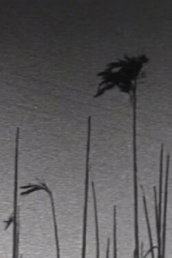 Cornish Winter Reeds and Skies (1989) Cornish Winter Reeds and Skies (1989)