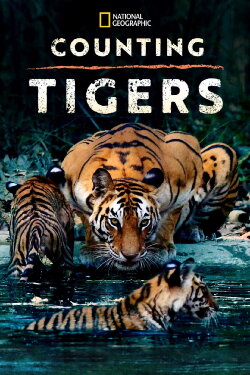 Counting Tigers (2019) Counting Tigers (2019)