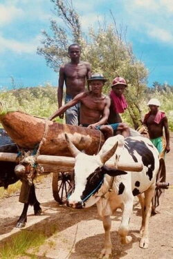 Coups de hache pour une pirogue (2013) Coups de hache pour une pirogue (2013)