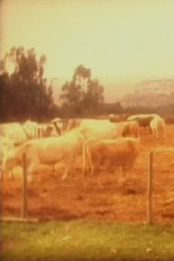 Cows (2001)