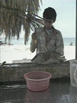 Cradle of Sun (2001)
