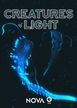 Creatures of Light (2015) Creatures of Light (2015)