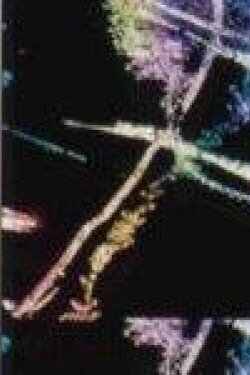 Cricket Requiem (1999) Cricket Requiem (1999)