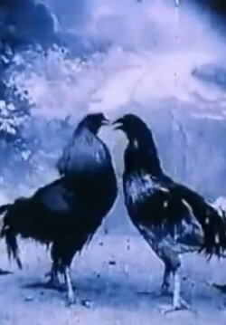Criminal Animals (1994) Criminal Animals (1994)