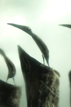 Crow Moon (2007) Crow Moon (2007)