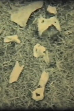 Crown (1993)