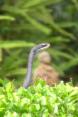 Dance of the Black Racer (2023) Dance of the Black Racer (2023)